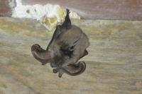 Plecotus austriacus