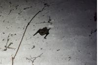 Myotis emarginatus