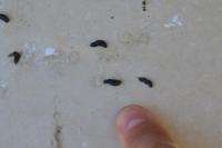 Pipistrellus