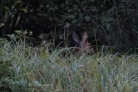 Cervus elaphus