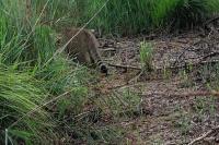 Felis silvestris
