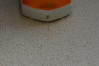 Pipistrellus