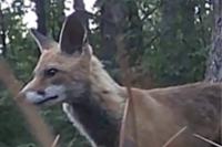 Vulpes vulpes
