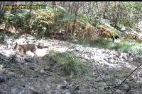 Vulpes vulpes