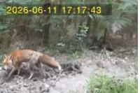 Vulpes vulpes