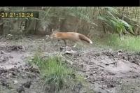Vulpes vulpes