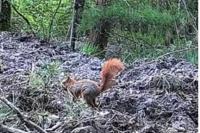 Sciurus vulgaris