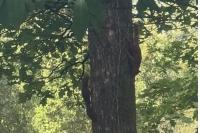 Sciurus vulgaris
