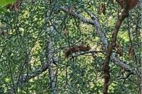 Sciurus vulgaris
