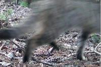 Felis silvestris