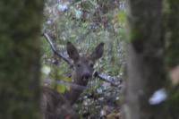 Capreolus capreolus