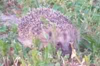 Erinaceus europaeus
