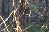 Sciurus vulgaris