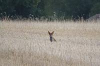 Vulpes vulpes