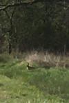 Lepus europaeus