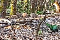 Vulpes vulpes
