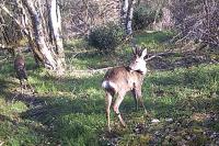 Capreolus capreolus