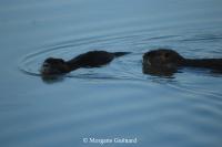Myocastor coypus