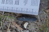 Myocastor coypus