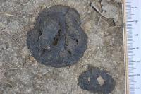 Mustela putorius