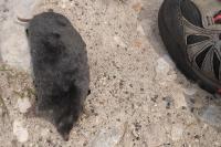 Talpa europaea