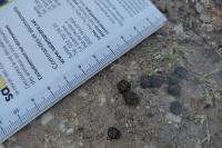 Oryctolagus cuniculus