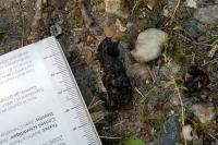 Erinaceus europaeus