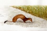 Mustela erminea