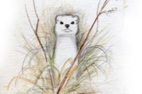 Mustela erminea