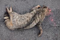 Felis silvestris