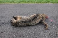 Felis silvestris