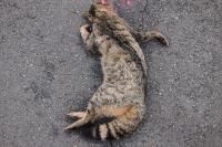 Felis silvestris