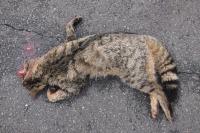 Felis silvestris