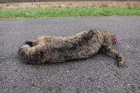 Felis silvestris