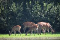 Cervus elaphus