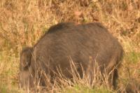 Sus scrofa