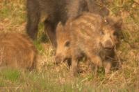 Sus scrofa