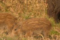Sus scrofa