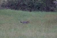 Felis silvestris