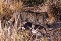 Felis silvestris