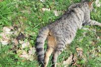 Felis silvestris
