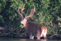 Cervus elaphus