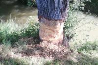 Castor fiber