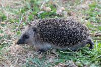 Erinaceus europaeus