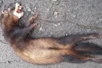 Mustela putorius