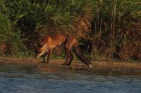 Vulpes vulpes