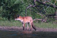 Vulpes vulpes