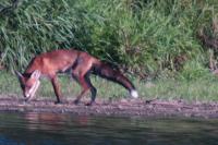 Vulpes vulpes