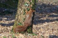 Sciurus vulgaris