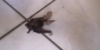 Plecotus